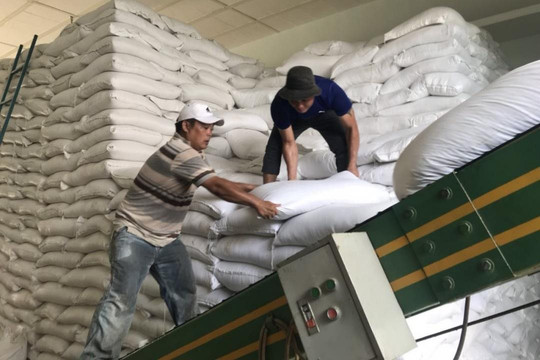 Đắk Nông hoàn thành cấp 317.850kg gạo cho Nhân dân trước ngày 8/2/2024