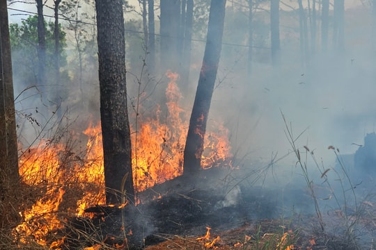 Đắk Nông: Lửa cháy đỏ rực ở rừng thông
