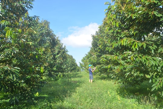 Nông nghiệp - Nền tảng phát triển của Đắk Nông 20 năm qua