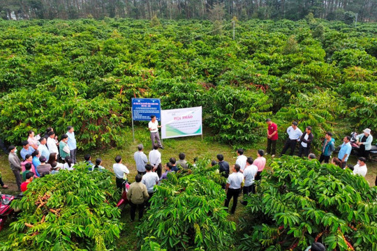 Đắk Nông và hành trình hướng tới nông nghiệp xanh