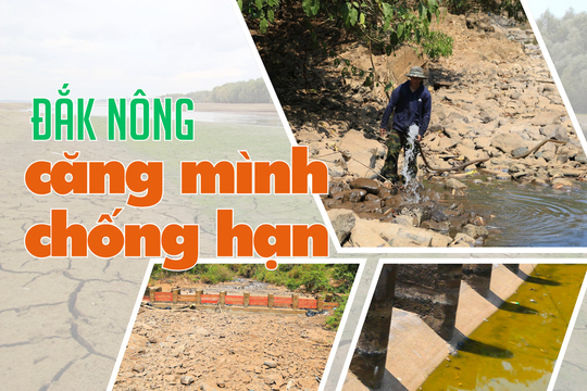 Đắk Nông căng mình chống hạn