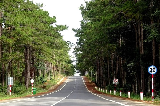 Đắk Nông: Quyết tâm phục hồi những cánh rừng thông