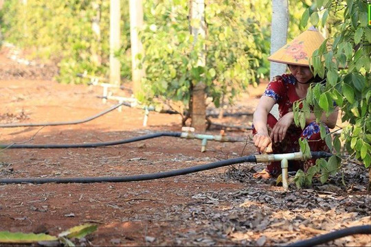 Đắk Nông đầu tư gần 88 tỷ đồng thực hiện 130 nhiệm vụ khoa học và công nghệ