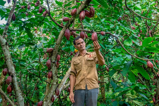 Sản phẩm nông nghiệp Krông Nô vươn mình lớn mạnh từng ngày