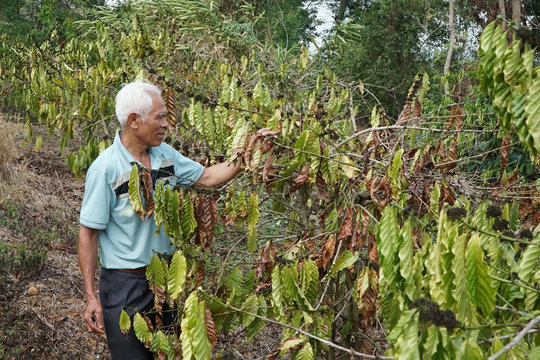 Khô hạn hoành hành trên diện rộng tại huyện vùng biên giới Đắk Nông