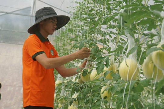Nông nghiệp - "Bàn đạp" khởi nghiệp ở Đắk Nông