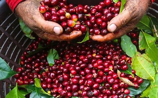 Giá cà phê hôm nay 11/12/2024: Tăng đồng loạt đạt 124,000 đồng/kg