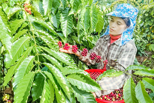 Chương trình mục tiêu quốc gia “tiếp sức” huyện Đắk Glong giảm nghèo