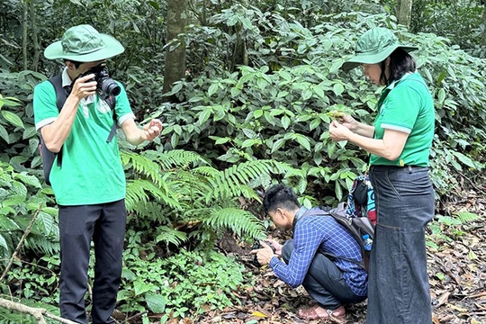 Bảo tồn, phát triển dược liệu dưới tán rừng Cúc Phương