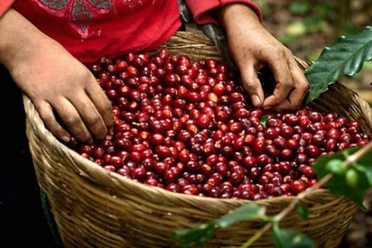 Giá cà phê hôm nay 26/6/2024: Giá cà phê tăng mạnh đến 3,000 đồng/kg, Vicofa dự báo sản lượng cà phê giảm.