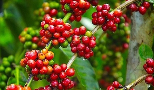 Giá cà phê hôm nay 27/6/2024: Giá cà phê giảm mạnh 3,000 đồng/kg, các ông lớn thanh lý số lượng lớn tạo ra sự biến động giá cà phê.