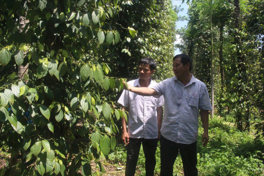 HTX Bình Minh dẫn dắt nông dân phát triển hồ tiêu bền vững