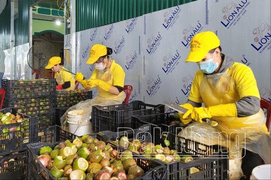 Để kinh tế Đắk Nông thêm những mảng màu tươi sáng