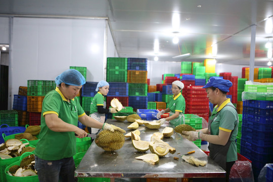 Doanh nghiệp xuất khẩu Đắk Nông gồng mình vượt khó