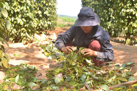 Lạc quan với nông nghiệp Đắk Nông