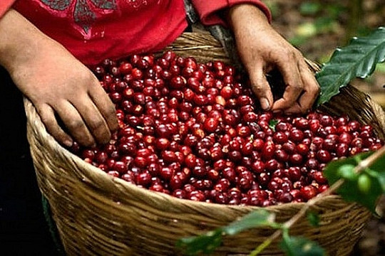 Giá cà phê hôm nay 14/11/2024: Giá cà phê lên mức cao nhất trong 6 tuần
