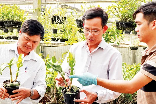 Làm giàu từ vườn lan công nghệ cao