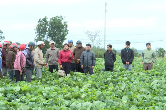 Đắk Nông hướng đến quản lý sức khỏe cây trồng tổng hợp