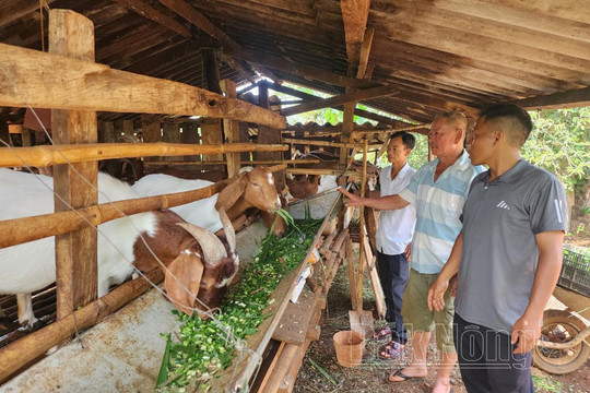Người dân Đắk Glong hưởng lợi từ Chương trình 1719
