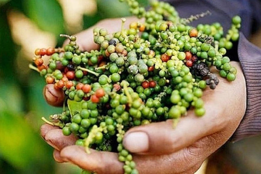 Giá nông sản hôm nay 29/7/2024: Giá cà phê liên tục giảm mạnh, giá tiêu giằng co ở ngưỡng 150.000 đồng/kg.