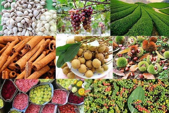 Giá nông sản hôm nay 30/7/2024: Giá tiêu đi ngang, cà phê tăng nhẹ 100 đồng/kg