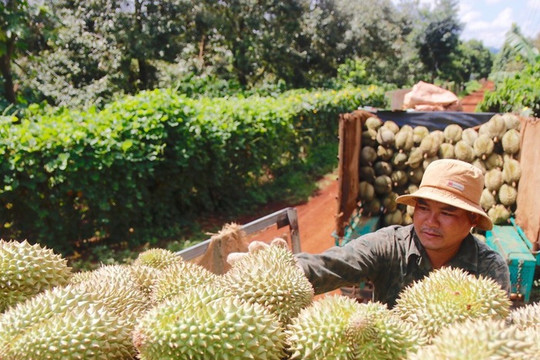 Giá nông sản hôm nay 1/8/2024: Giá cà phê tại tăng rải rác, giá sầu riêng hôm nay biến động nhẹ.