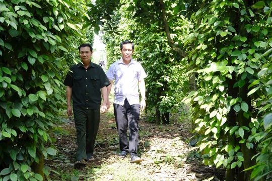 Cựu chiến binh Quảng Khê giúp nhau thoát nghèo