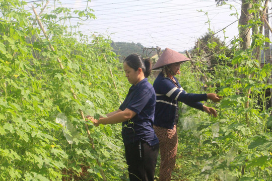 Đắk Nông nâng cao chất lượng hoạt động hội nông dân