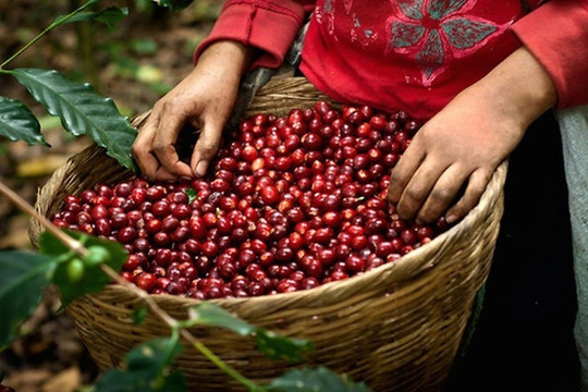 Giá cà phê hôm nay 10/8: Giá cà phê giảm nhẹ 500 đồng/kg. Nông dân cà phê ở Việt Nam đối mặt với biến đổi khí hậu