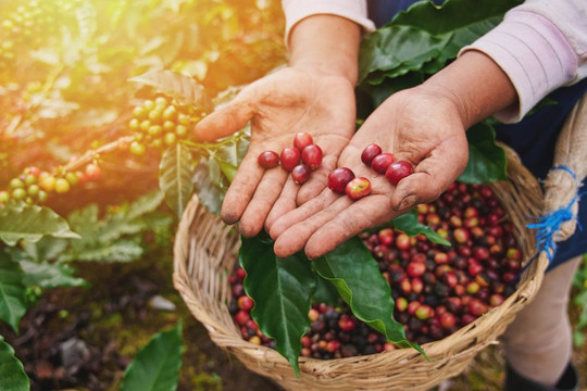 Giá cà phê hôm nay 11/8: Giá cà phê tiếp đà lao dốc, giảm 3,000 đồng/kg