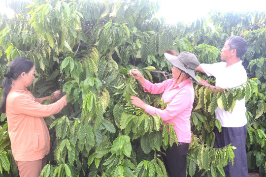 Nông nghiệp Đắk Nông tự tin hoàn thành mục tiêu