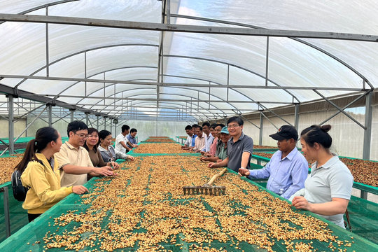Giá cà phê hôm nay 3/1/2025: Tăng nhẹ ở Đắk Lắk, ổn định ở các địa phương khác