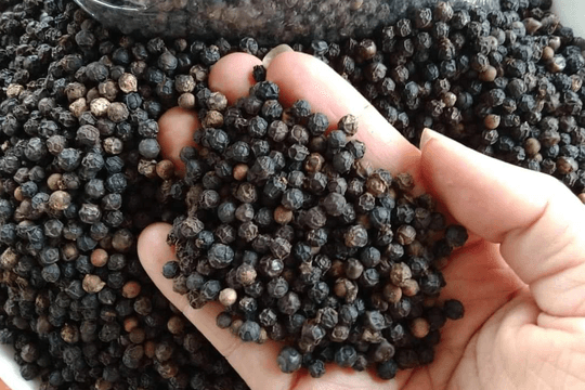 Giá tiêu hôm nay 23/8/2024: Tăng gần 2,000 đồng, chạm mốc 145,000 đồng/kg