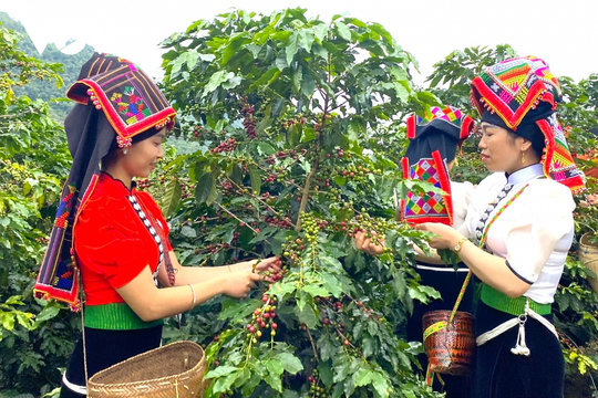 Giá cà phê hôm nay 23/8/2024: Tăng nhẹ rải rác.