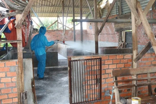 Không để bệnh dịch tả lợn châu Phi lây lan trên địa bàn thành phố Buôn Ma Thuột