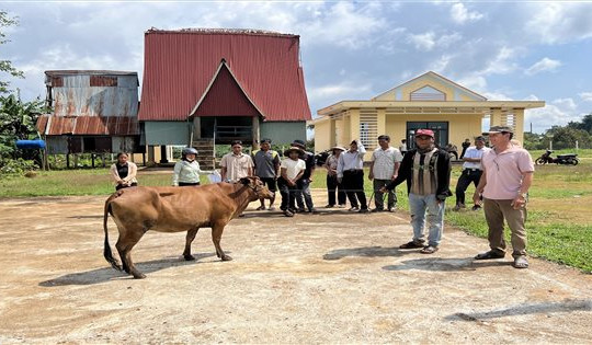 Chư Păh (Gia Lai): Trao bò sinh sản tạo sinh kế thoát nghèo bền vững
