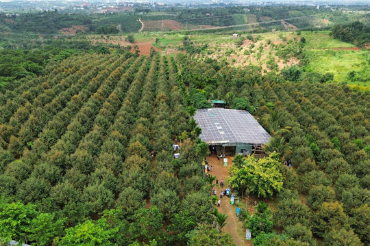 Hiệu quả liên kết sản xuất, tiêu thụ nông sản ở Đắk R'lấp