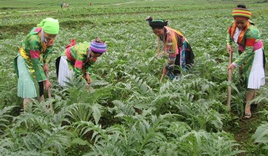 Quy hoạch xây dựng các vùng khai thác dược liệu tự nhiên bền vững tạo đà cho ngành Dược phát triển