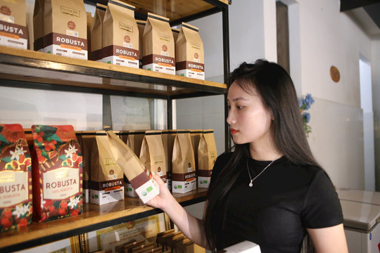 Quy trình tạo sản phẩm OCOP 4 sao của cà phê Godere Đắk Nông