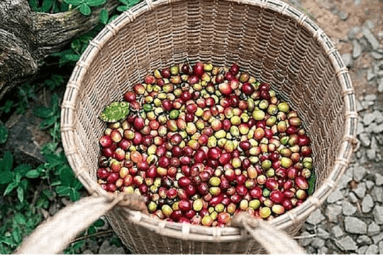 Giá cà phê hôm nay 2/9/2024: Ổn định