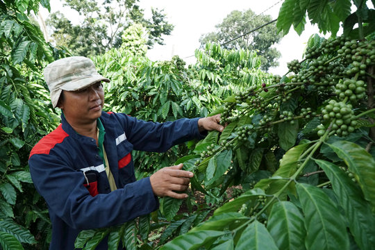 Thu tiền tỷ từ rẫy kiểu mẫu ở Đắk Nông