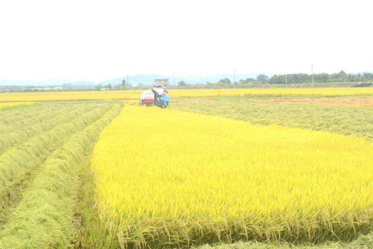 Đắk Nông khó đạt 12 vùng sản xuất nông nghiệp công nghệ cao