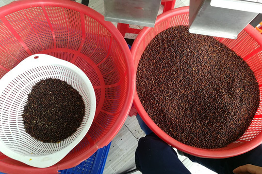 Giá tiêu hôm nay 25/9/2024: Quay đầu giảm mạnh đến 1,500 đồng/kg