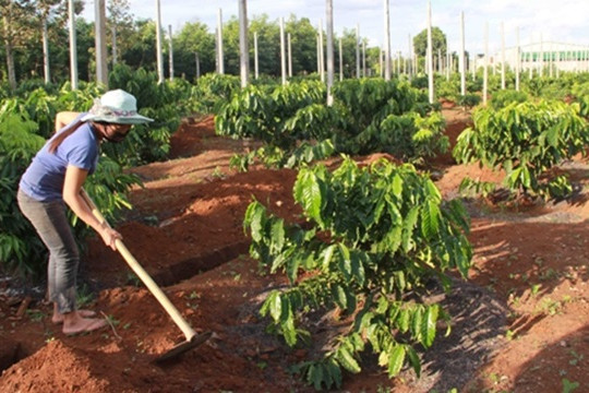 Kon Tum: Đẩy mạnh quản lý sức khỏe đất hướng tới sản xuất trồng trọt bền vững