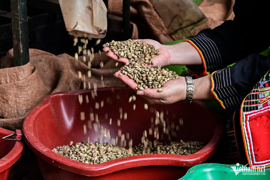 Giá cà phê hôm nay 25/9/2024: Bật tăng mạnh mẽ