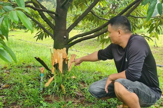 Khởi tố vụ phá hoại sầu riêng ở Lâm Đồng