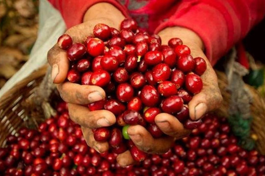Giá cà phê hôm nay 8/10/2024: Giảm nhẹ 100 đồng/kg