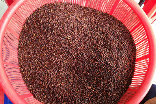 Giá tiêu hôm nay 9/10/2024: Tiếp tục giảm đến 1,000 đồng/kg