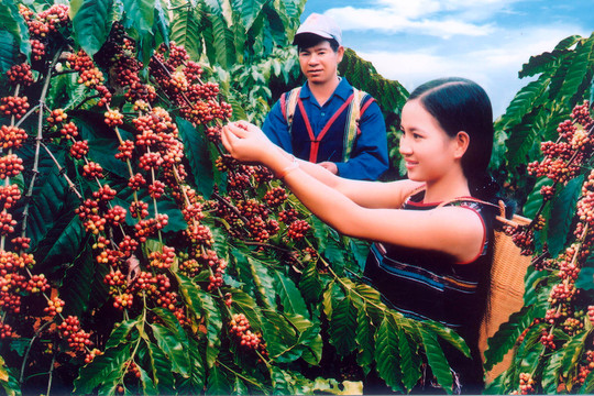 Giá cà phê hôm nay 10/10/2024: Tiếp tục giảm nhẹ