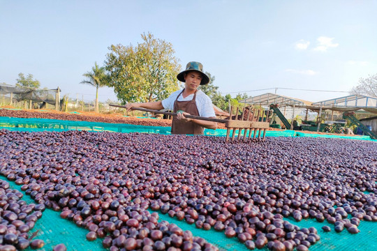 Thu hoạch - Khâu quyết định chất lượng cà phê Đắk Nông
